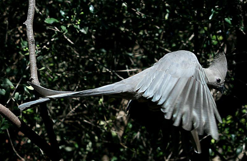 kwe-voel vlieg4.jpg - Kyk net sy lang stert as hy vlieg...